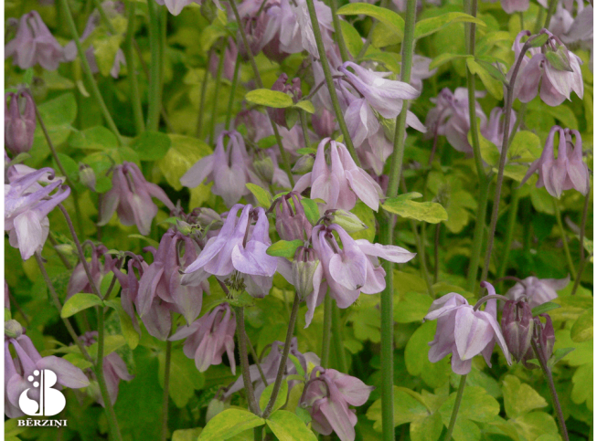 Aquilegia vulgaris   'Woodside Variegata'